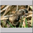 Stylops melittae - Faecherfluegler m14 5mm an Andrena vaga.jpg